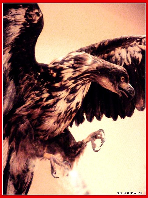 Также у нас обитают выхухоль, ежи – ушастый и изредка обыкновенный ...